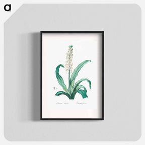 アートポスター-Eucomis punctata - ピエール ジョゼフ ルドゥーテ Poster.