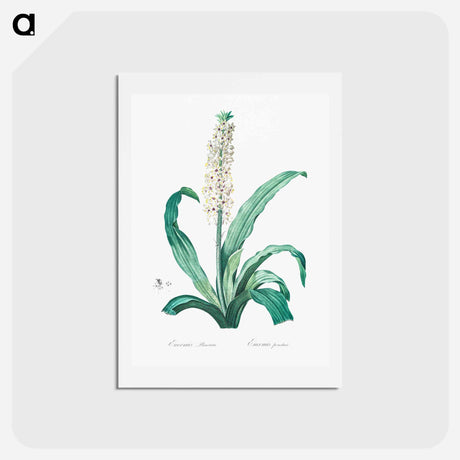 アートポストカード-Eucomis punctata - ピエール ジョゼフ ルドゥーテ Postcard.