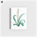Eucomis punctata - ピエール ジョゼフ ルドゥーテ Memo.