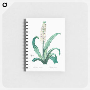 アートメモ帳-Eucomis punctata - ピエール ジョゼフ ルドゥーテ Memo.