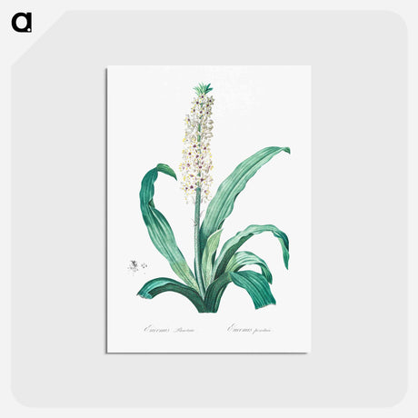 アートポストカード-Eucomis punctata - ピエール ジョゼフ ルドゥーテ Postcard.
