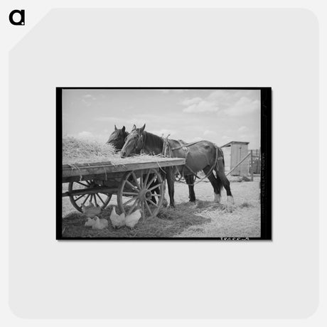 アートポストカード-Field Horses at Noon
 - ラッセル リー Postcard.