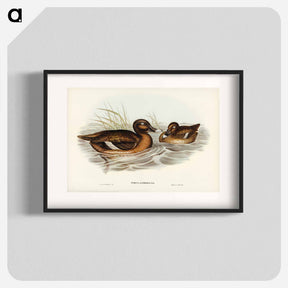 アートポスター-White-eyed Duck
 - ジョン グールド Poster.