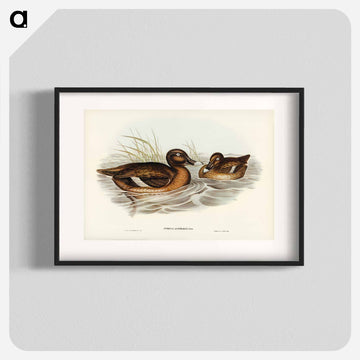 White-eyed Duck
 - ジョン グールド Poster.