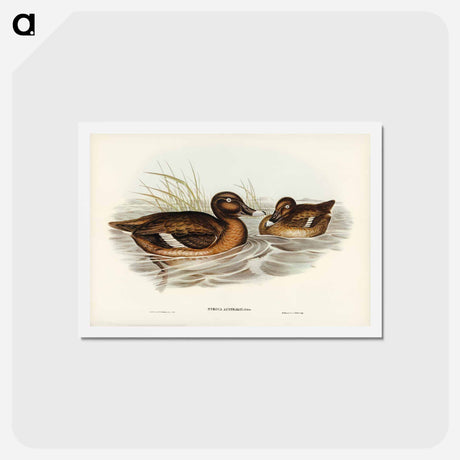 アートポストカード-White-eyed Duck
 - ジョン グールド Postcard.