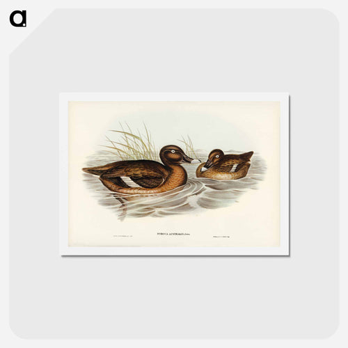 White-eyed Duck
 - ジョン グールド Postcard.
