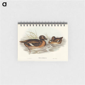 アートメモ帳-White-eyed Duck
 - ジョン グールド Memo.