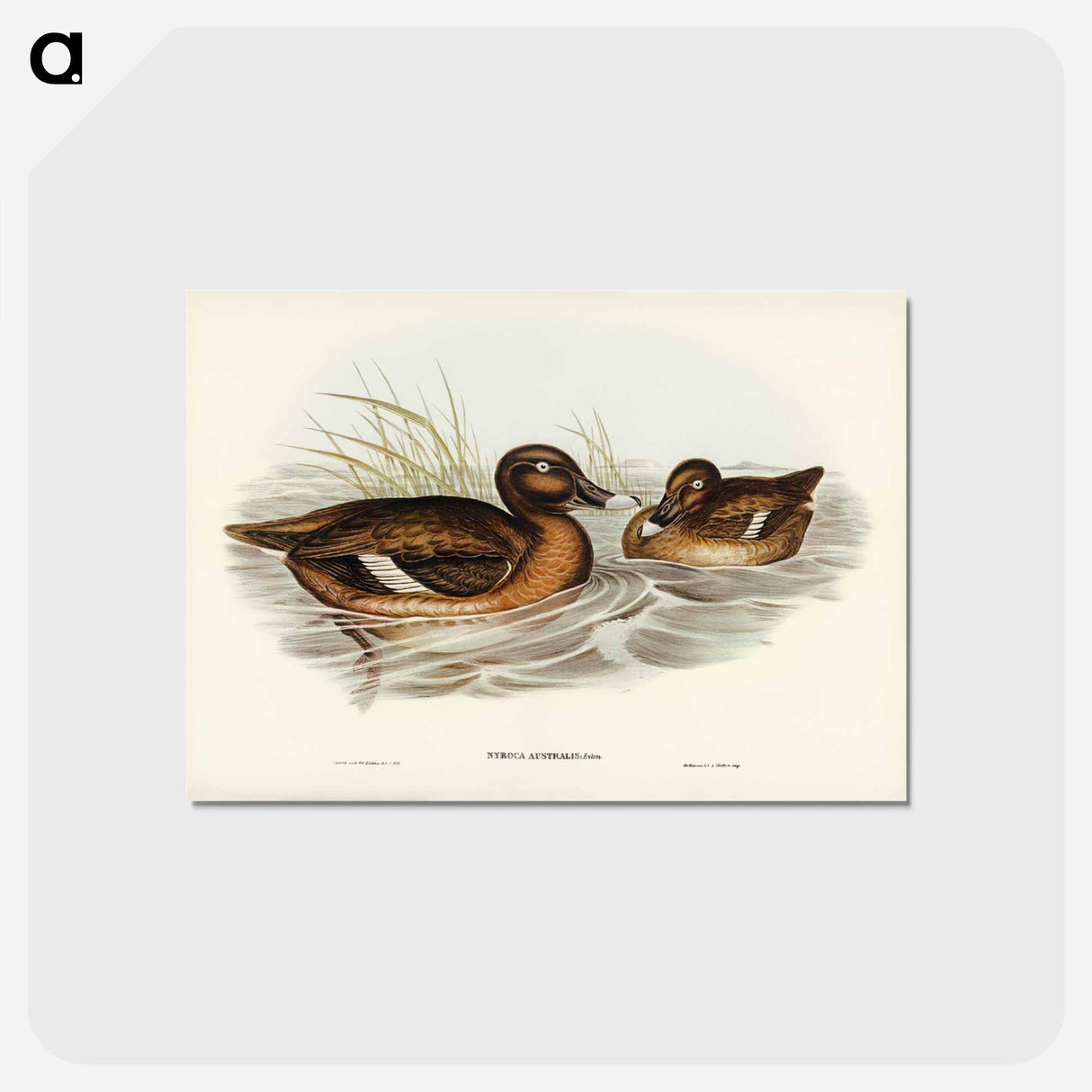アートポストカード-White-eyed Duck
 - ジョン グールド Postcard.