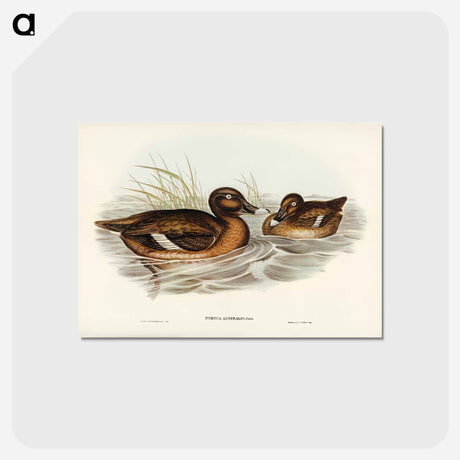 アートポストカード-White-eyed Duck
 - ジョン グールド Postcard.