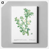アートパネル-Mesembryanthemum Crystallinum (Common Iceplant) - ピエール ジョゼフ ルドゥーテ Canvas.