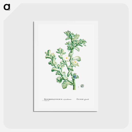 アートポストカード-Mesembryanthemum Crystallinum (Common Iceplant) - ピエール ジョゼフ ルドゥーテ Postcard.
