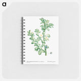 Mesembryanthemum Crystallinum (Common Iceplant) - ピエール ジョゼフ ルドゥーテ Memo.