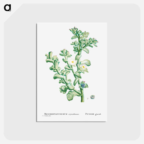 アートポストカード-Mesembryanthemum Crystallinum (Common Iceplant) - ピエール ジョゼフ ルドゥーテ Postcard.