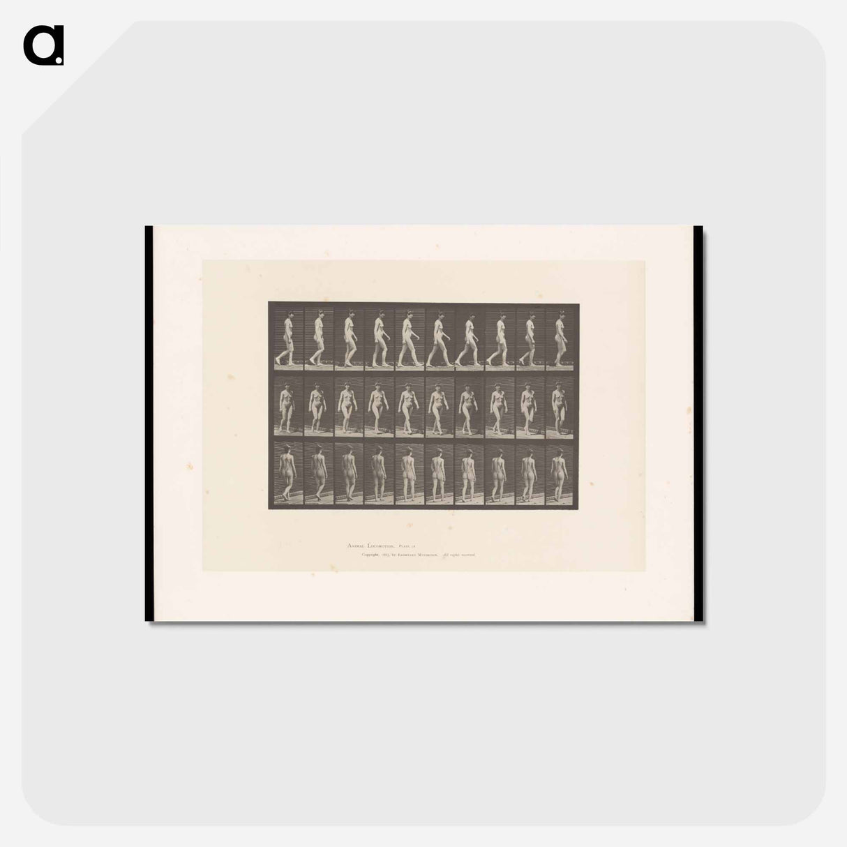 アートポストカード-Woman Walking
 - エドワード マイブリッジ Postcard.