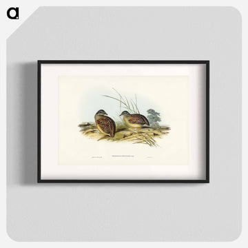 Chestnut-backed Hemipode
 - ジョン グールド Poster.