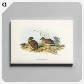 アートパネル-Chestnut-backed Hemipode
 - ジョン グールド Canvas.