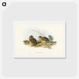 アートポストカード-Chestnut-backed Hemipode
 - ジョン グールド Postcard.