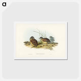 アートポストカード-Chestnut-backed Hemipode
 - ジョン グールド Postcard.