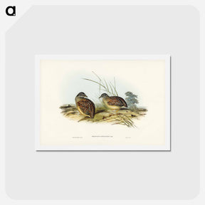 アートポストカード-Chestnut-backed Hemipode
 - ジョン グールド Postcard.