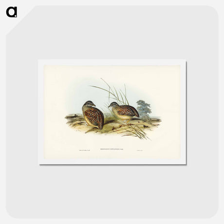 アートポストカード-Chestnut-backed Hemipode
 - ジョン グールド Postcard.