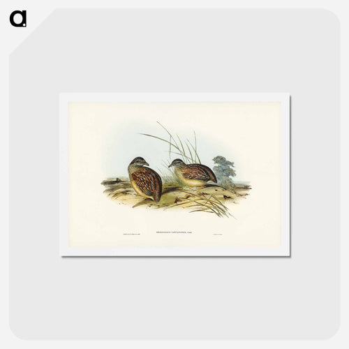 Chestnut-backed Hemipode
 - ジョン グールド Postcard.
