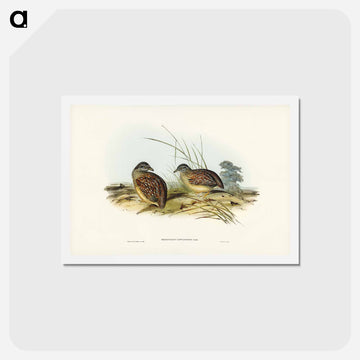 Chestnut-backed Hemipode
 - ジョン グールド Postcard.