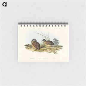 アートメモ帳-Chestnut-backed Hemipode
 - ジョン グールド Memo.
