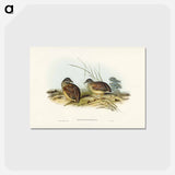 アートポストカード-Chestnut-backed Hemipode
 - ジョン グールド Postcard.