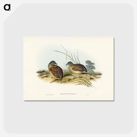 アートポストカード-Chestnut-backed Hemipode
 - ジョン グールド Postcard.