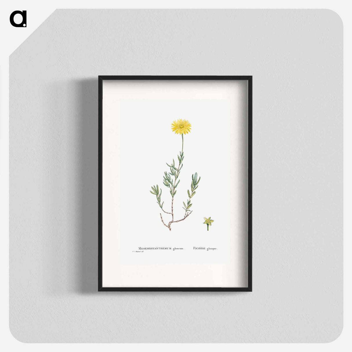 Mesembryanthemum Glaucum (Noon Flowers) - Pierre Joseph Redouté Poster.