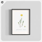 Mesembryanthemum Glaucum (Noon Flowers) - Pierre Joseph Redouté Poster.