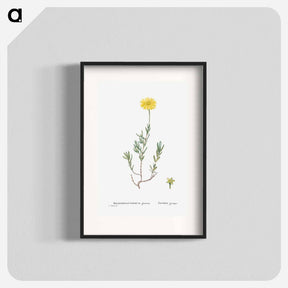 アートポスター-Mesembryanthemum Glaucum (Noon Flowers) - ピエール ジョゼフ ルドゥーテ Poster.
