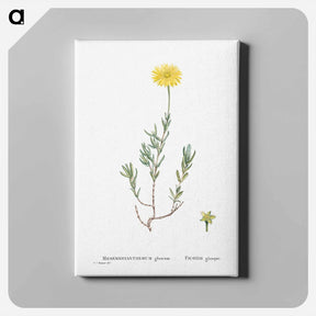 アートパネル-Mesembryanthemum Glaucum (Noon Flowers) - ピエール ジョゼフ ルドゥーテ Canvas.