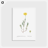 アートポストカード-Mesembryanthemum Glaucum (Noon Flowers) - ピエール ジョゼフ ルドゥーテ Postcard.