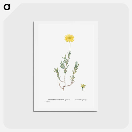 アートポストカード-Mesembryanthemum Glaucum (Noon Flowers) - ピエール ジョゼフ ルドゥーテ Postcard.