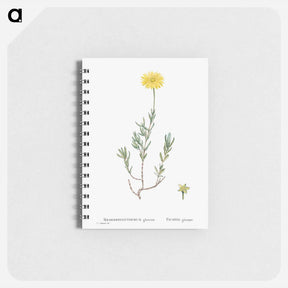 アートメモ帳-Mesembryanthemum Glaucum (Noon Flowers) - ピエール ジョゼフ ルドゥーテ Memo.