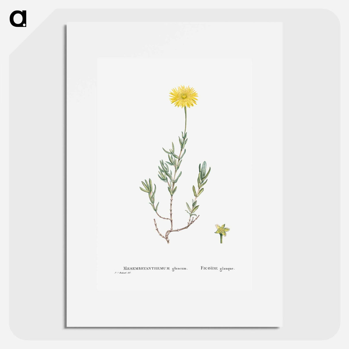 Mesembryanthemum Glaucum (Noon Flowers) - Pierre Joseph Redouté Poster.