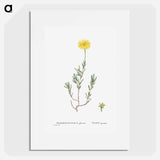 Mesembryanthemum Glaucum (Noon Flowers) - Pierre Joseph Redouté Poster.