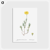 アートポストカード-Mesembryanthemum Glaucum (Noon Flowers) - ピエール ジョゼフ ルドゥーテ Postcard.