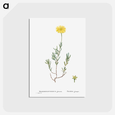 アートポストカード-Mesembryanthemum Glaucum (Noon Flowers) - ピエール ジョゼフ ルドゥーテ Postcard.