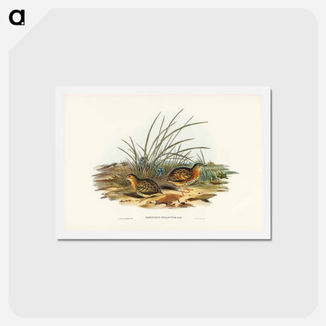 アートポストカード-Black-backed Hemipode
 - ジョン グールド Postcard.