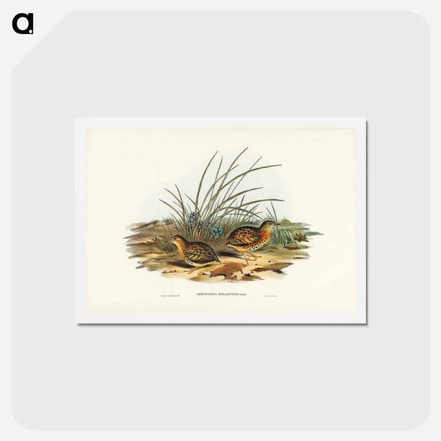 アートポストカード-Black-backed Hemipode
 - ジョン グールド Postcard.