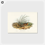 アートポストカード-Black-backed Hemipode
 - ジョン グールド Postcard.