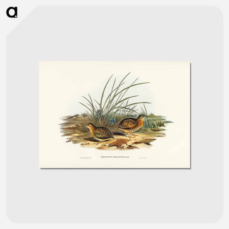 アートポストカード-Black-backed Hemipode
 - ジョン グールド Postcard.