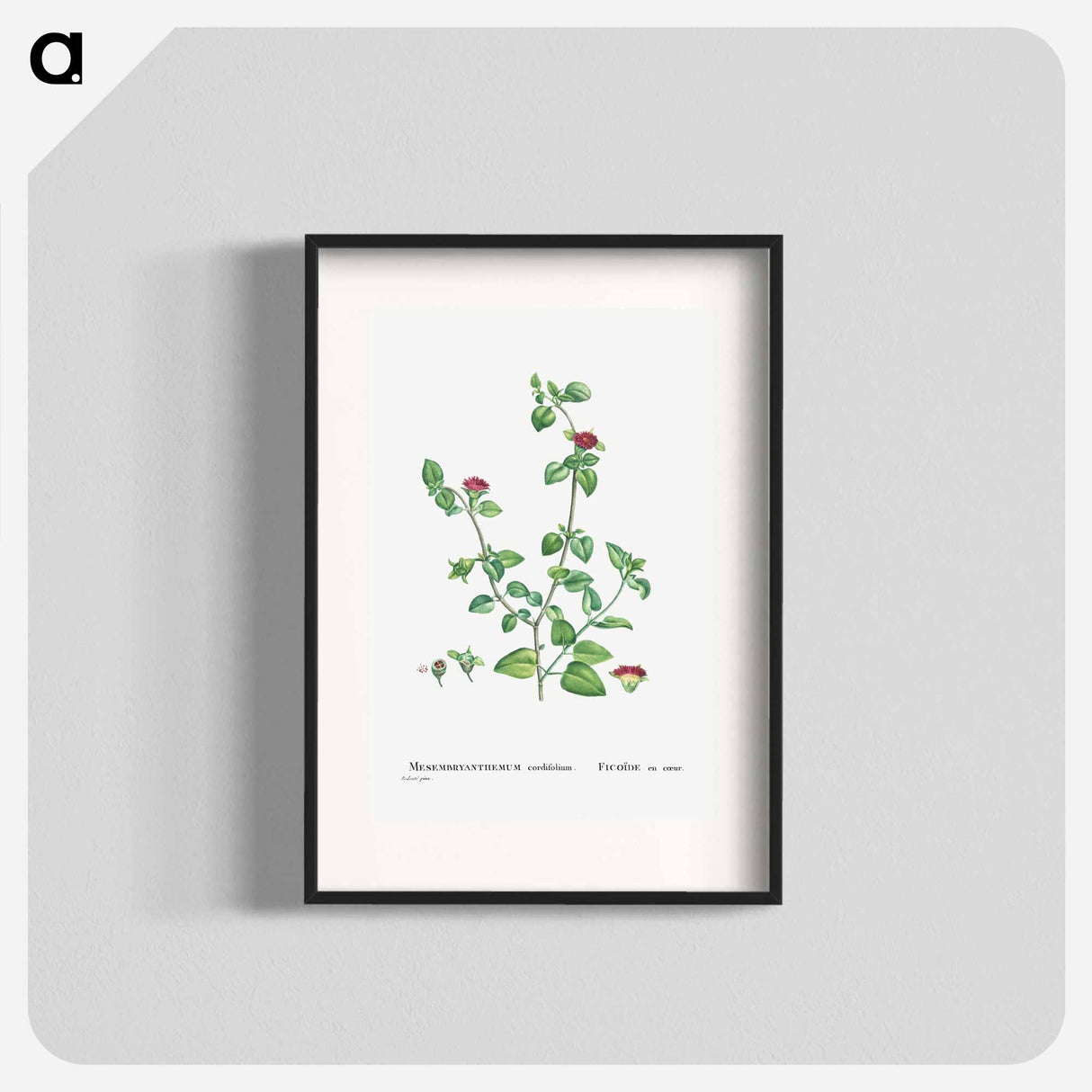 Mesembryanthemum Cordifolium (Baby Sun Rose) - Pierre Joseph Redouté Poster.