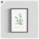 Mesembryanthemum Cordifolium (Baby Sun Rose) - Pierre Joseph Redouté Poster.