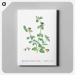 アートパネル-Mesembryanthemum Cordifolium (Baby Sun Rose) - ピエール ジョゼフ ルドゥーテ Canvas.
