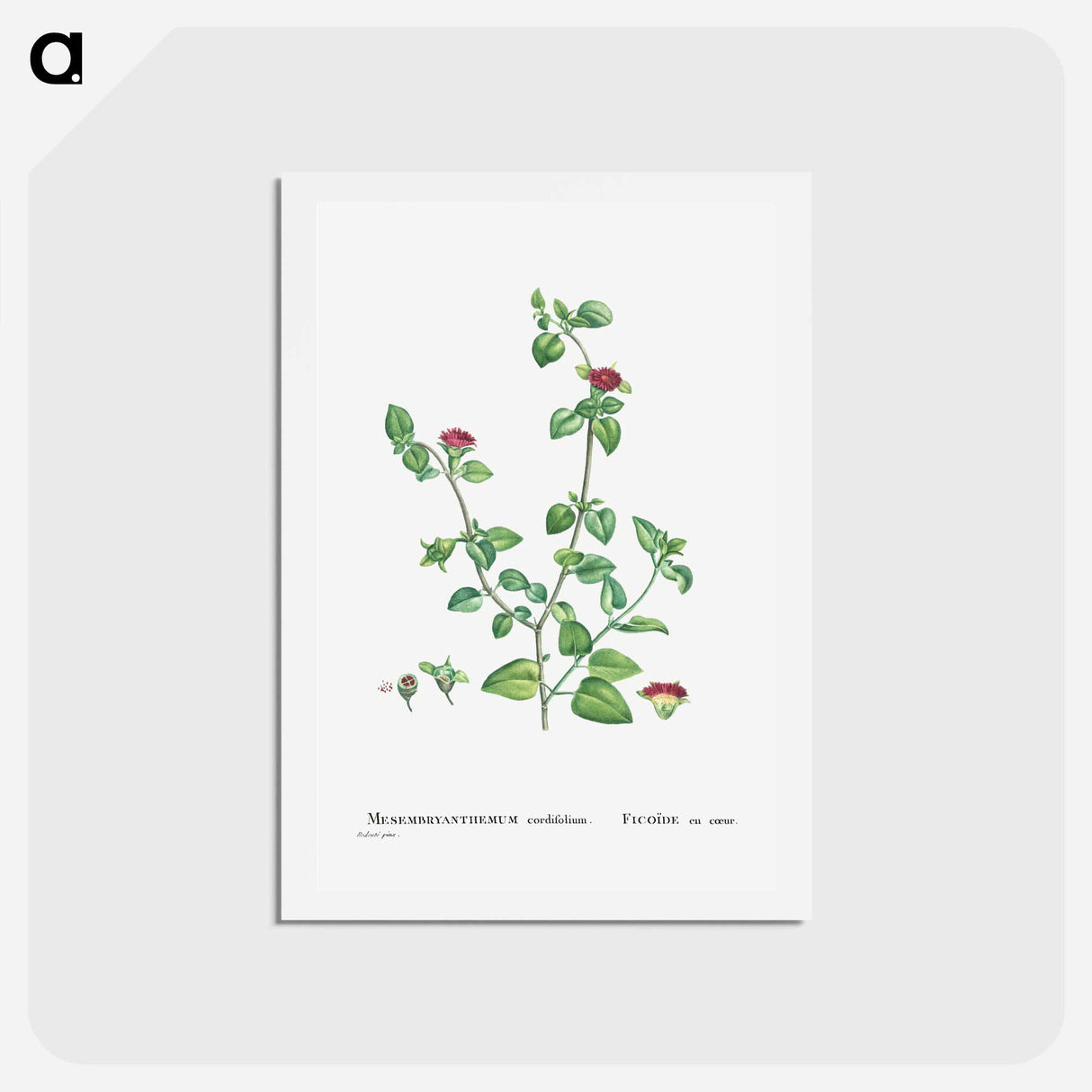アートポストカード-Mesembryanthemum Cordifolium (Baby Sun Rose) - ピエール ジョゼフ ルドゥーテ Postcard.