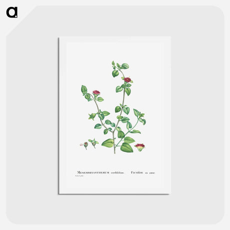 アートポストカード-Mesembryanthemum Cordifolium (Baby Sun Rose) - ピエール ジョゼフ ルドゥーテ Postcard.