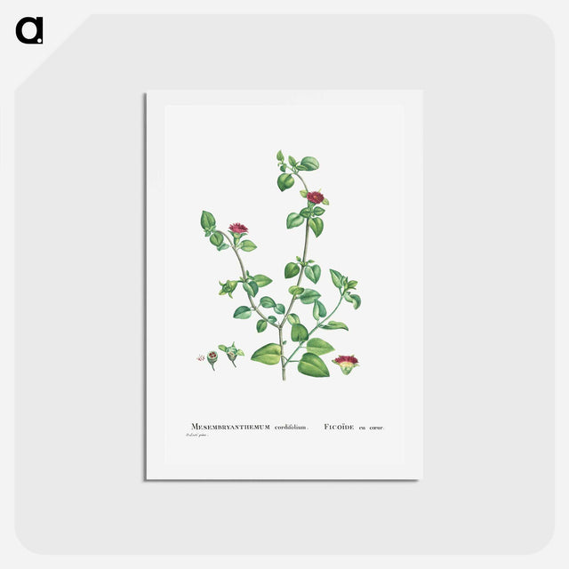 アートポストカード-Mesembryanthemum Cordifolium (Baby Sun Rose) - ピエール ジョゼフ ルドゥーテ Postcard.